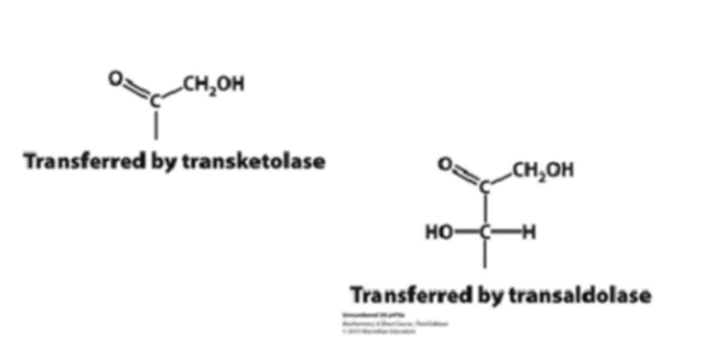 <p>two enzymes required for metabolism of nucleotide sugar</p>
