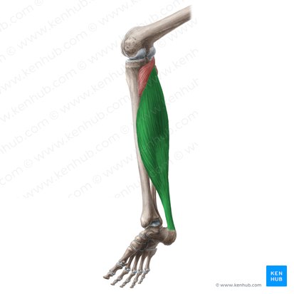 <p>plantar flexes the ankle</p><p>O: tibia and fibula</p><p>I: calcaneus</p>