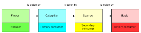 <p>The feeding relationships of different organisms and the flow of energy between the organisms.</p>