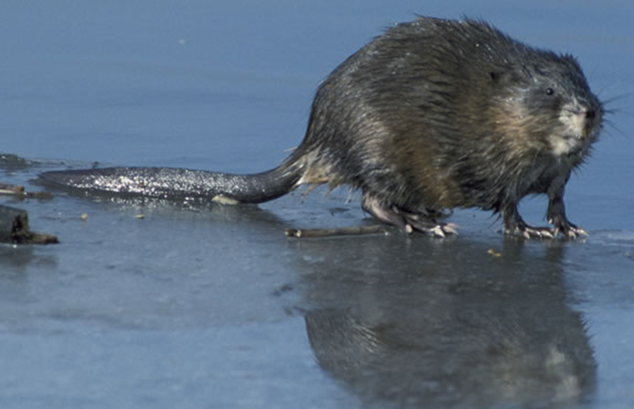 <p><span>A travel corridor or underwater path used by muskrats in a marsh, pond, or other wetland environment.</span></p>