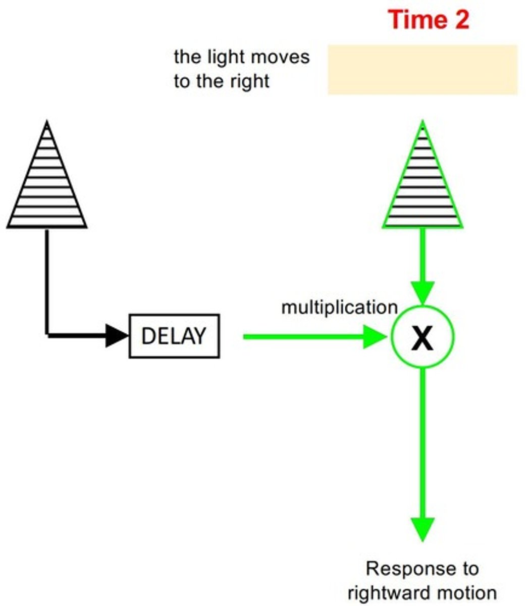 <p>The Hassenstein-Reichardt model is a hypothetical circuit that explains how motion selectivity arises in invertebrate visual systems.</p>