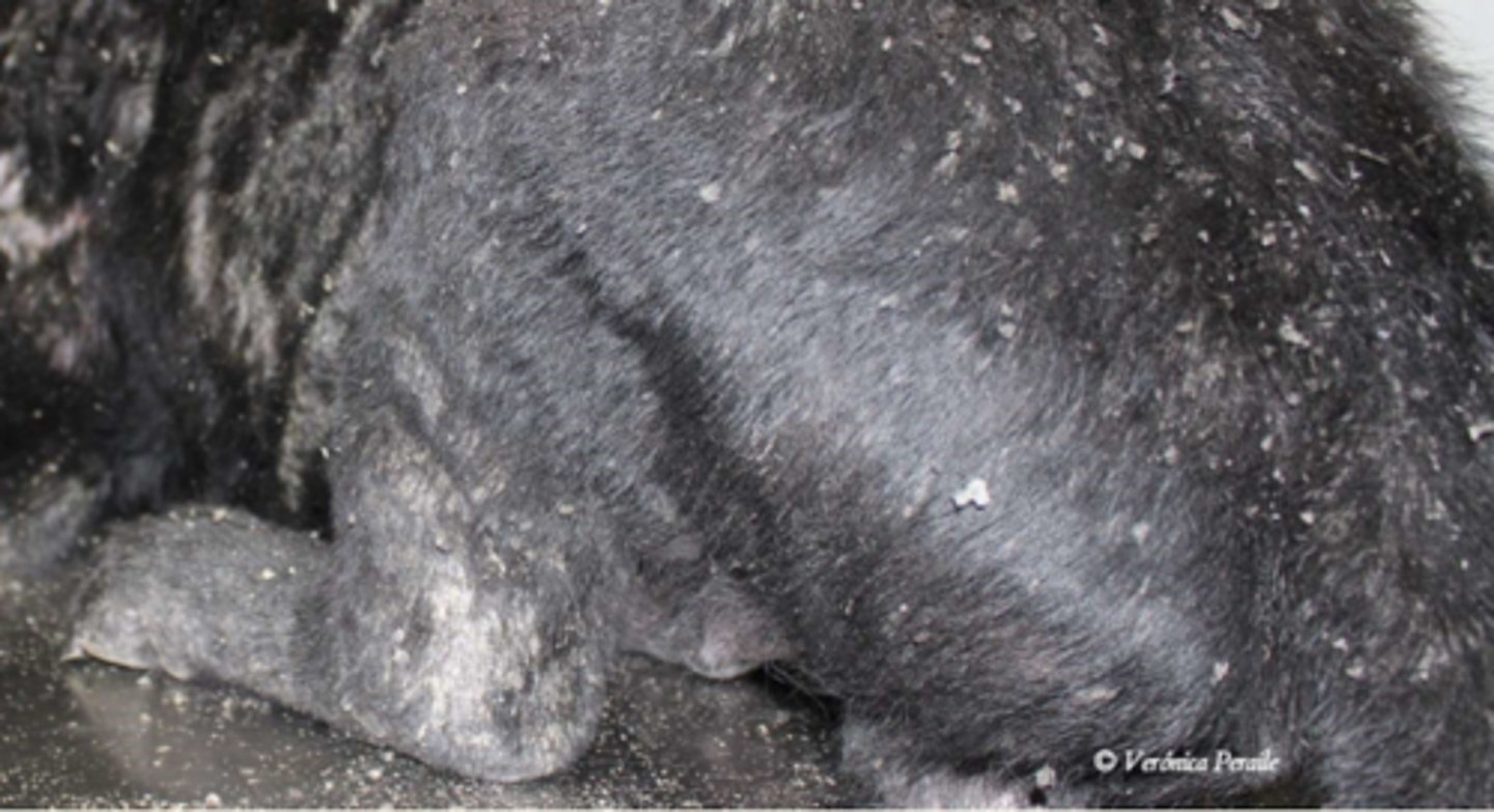 <p>¿lesión?</p><p>¿primaria o secundaria?</p>