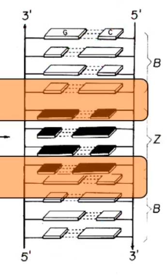 <p>BZ junctions at the 2 ends of a Z helix</p>