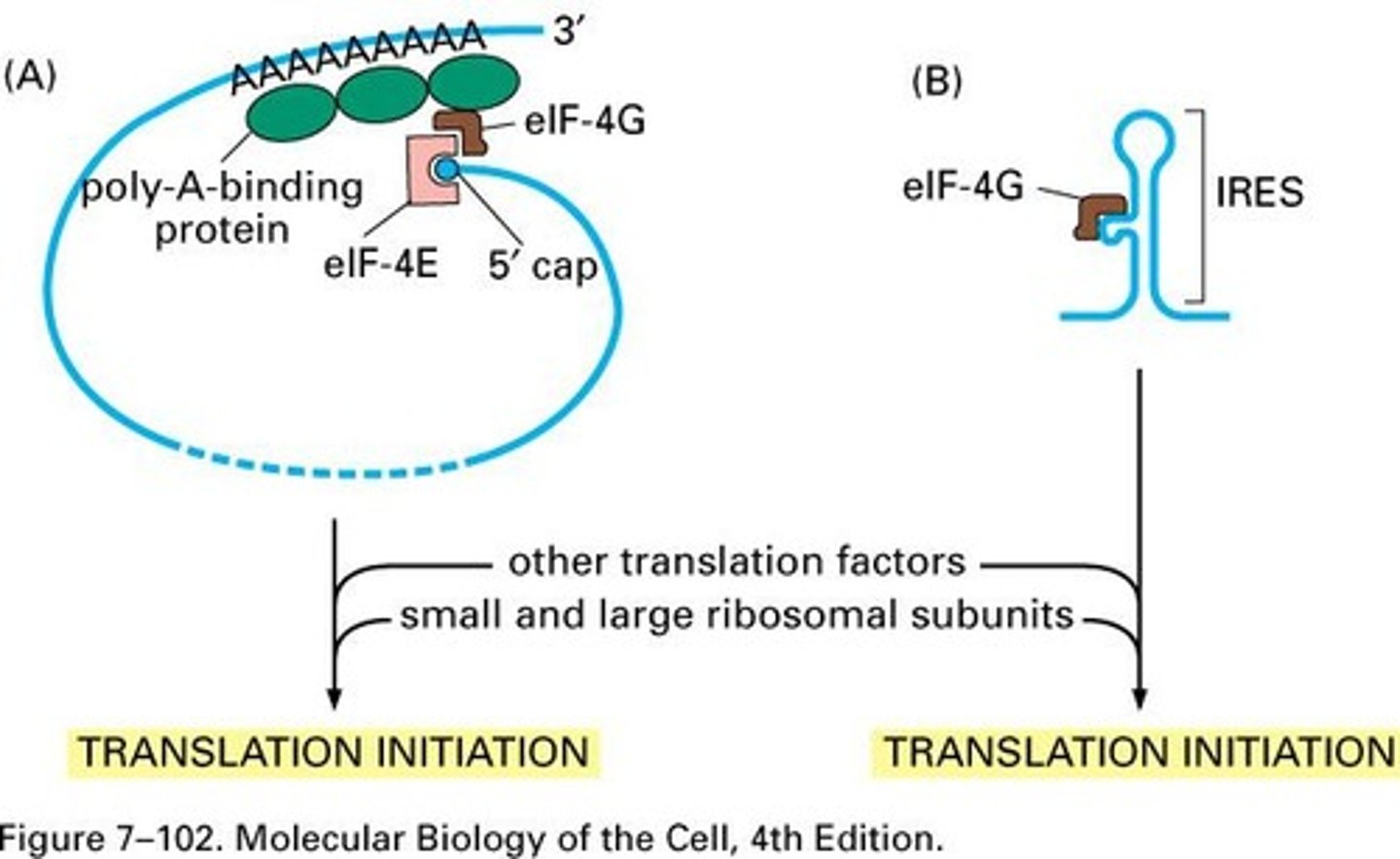 <p>eIF-4F complex binding to mRNA cap.</p>