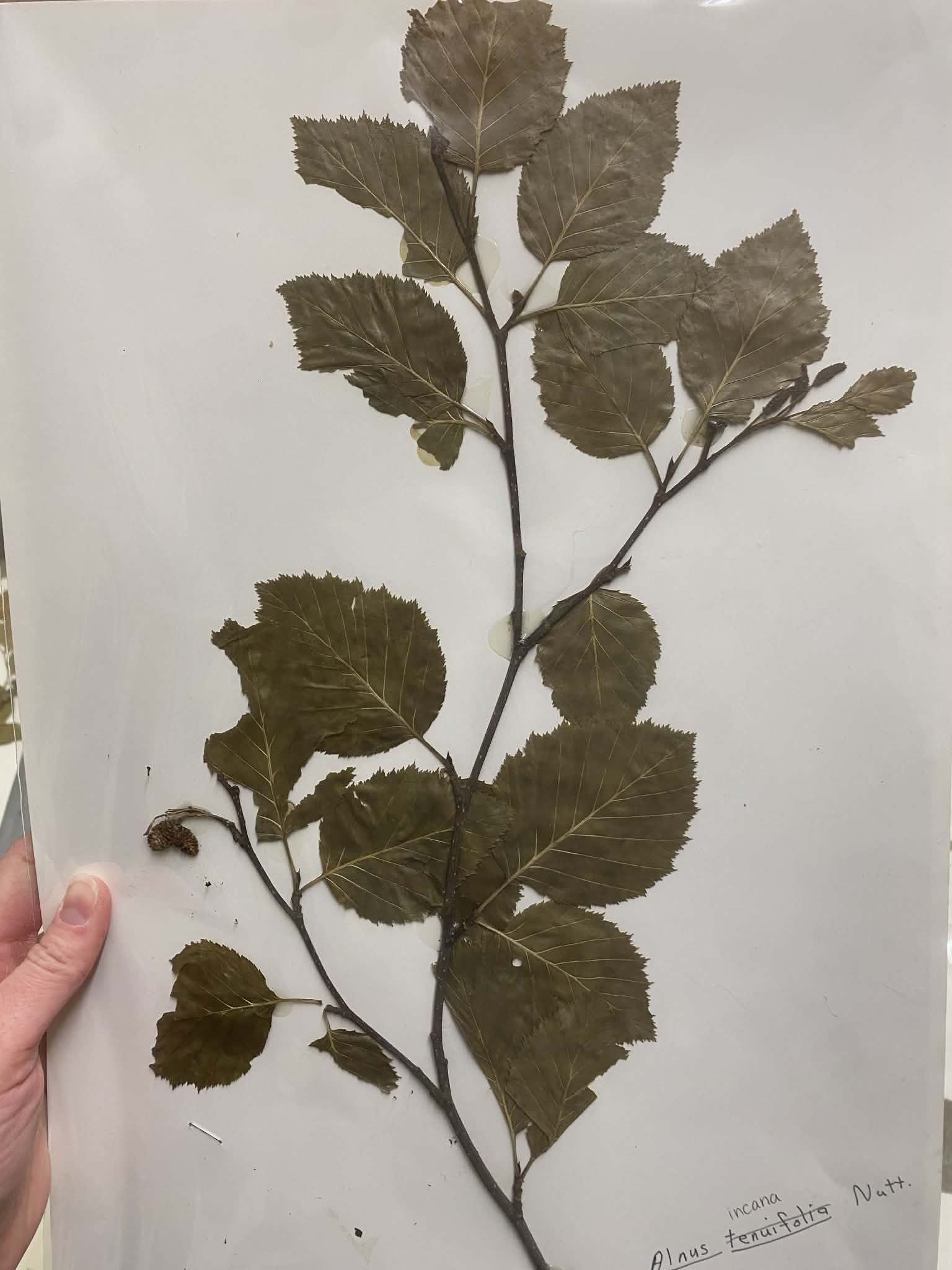 <p>Betulaceae, P, N, Alnus incana, thinleaf alder</p>