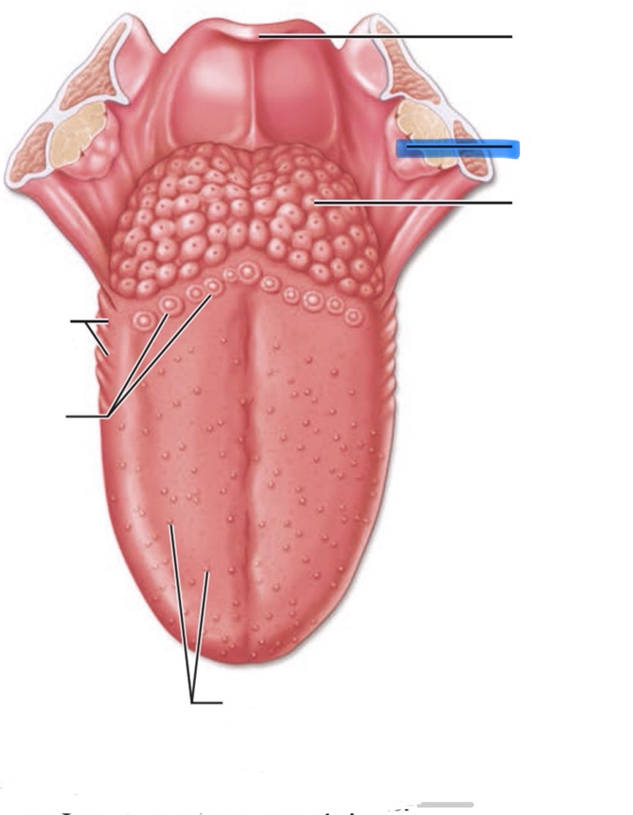 <p>What is the highlighted part of the mouth?</p>