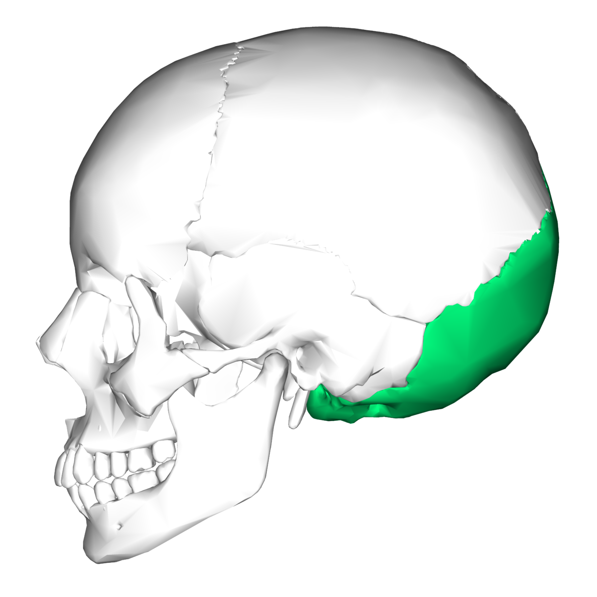 <p>posterior; Referring to the back of the head or the occipital bone, which forms the back and base of the skull.</p>