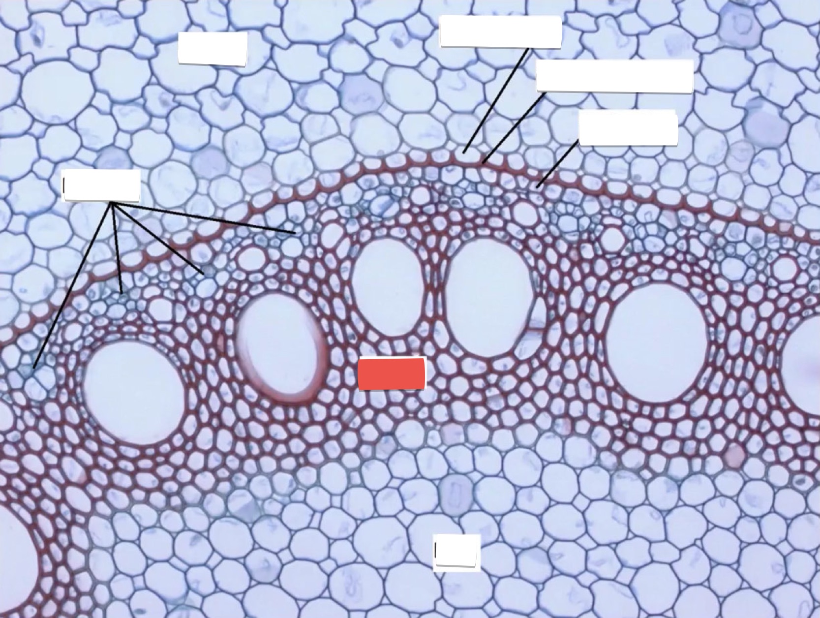 <p>identify the part in red</p>