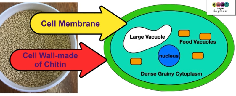 <ul><li><p>single celled</p></li><li><p>round or ovular</p></li><li><p>cell walls made from chitin</p></li><li><p>has a dense cytoplasm that contains many food storage vacuoles + one large vacuole</p></li><li><p>food stored as glycogen</p></li><li><p>has one nucleus</p></li></ul><p></p>