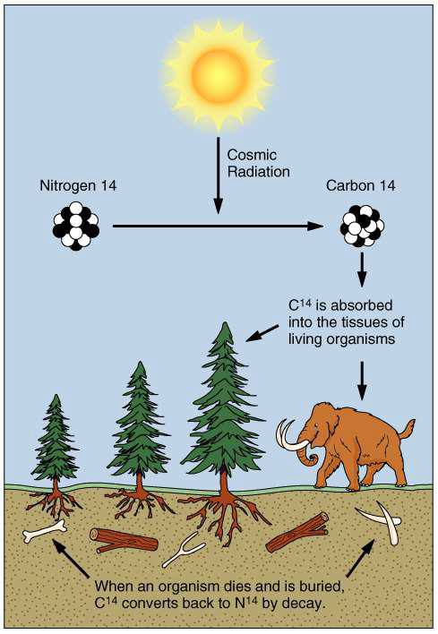 <ul><li><p>used to date organic material 75 000 years/75 ka</p></li><li><p>corrections needed for </p><ul><li><p>changing solar flux </p></li><li><p>amount of C-14 in the atmosphere</p></li></ul></li></ul><p></p>