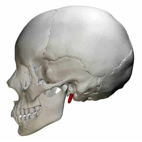 <p>Needle-like projection (Part of Temporal Bones)</p>