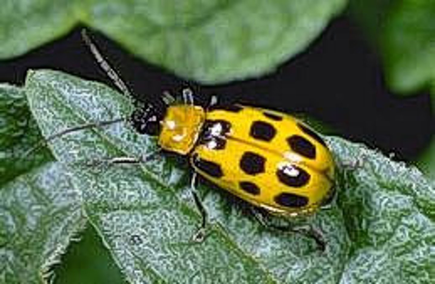 <p>Spotted/striped; leaf beetles</p>