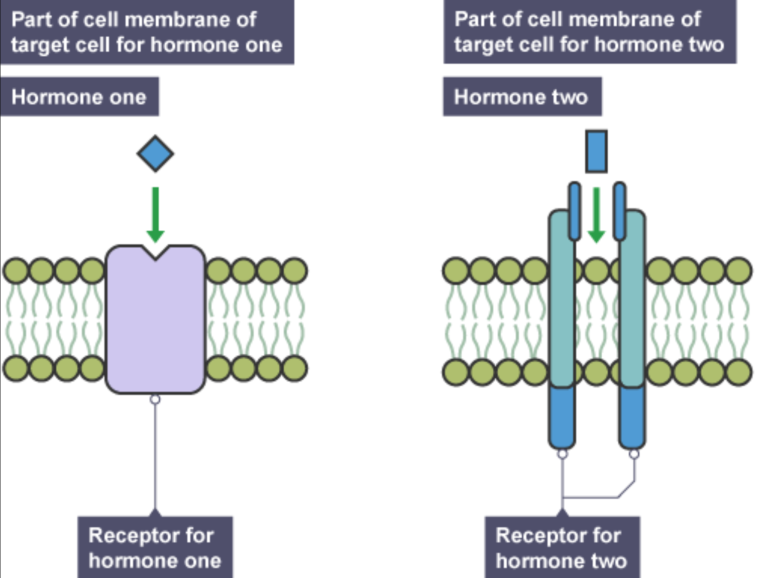 <p>They activate particular reactions in target tissues by joining to receptor proteins on their area giving access to make a identical copy. Tissues that don’t have these receptors do not react to the hormone.</p>