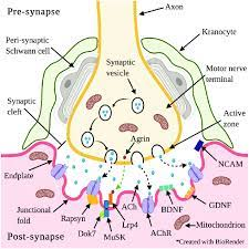 <p>Neuromuscular Junctions</p>