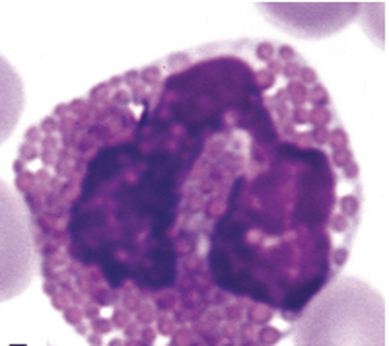 <p>What type of animal is this eosinophil from?</p>