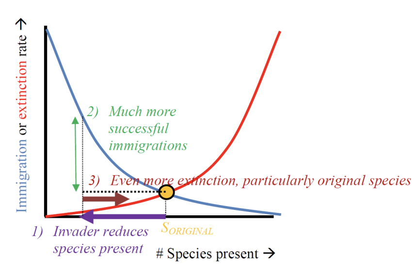 <ul><li><p>yellow dot = rate of invasion and extinction are in stable equilibrium </p></li><li><p>immigration rate becomes more succesful </p></li><li><p>higher extinction rate </p></li></ul><p></p>