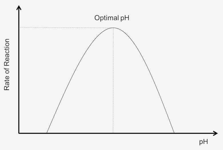 <p>Why does an Enzyme need the right pH?</p>