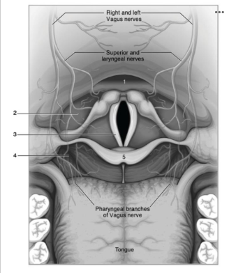 <p>Use the image below to identify the structure labeled with a number 2:<br></p>
