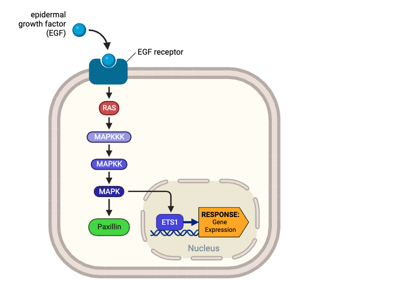 <p><span>True or false? Once activated, RAS can directly activate MAPKKK.</span></p>