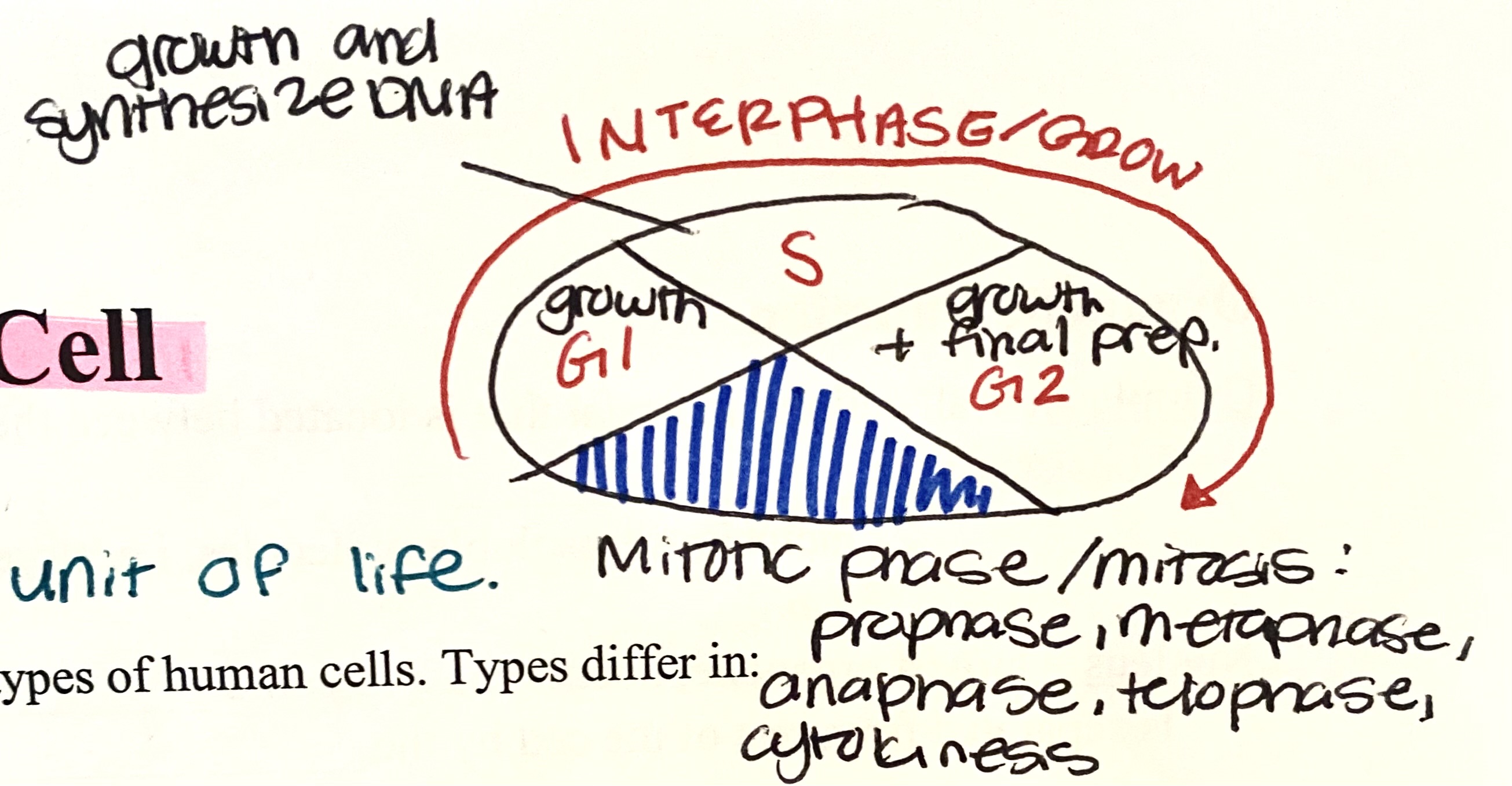 <p>Phase where cell divides</p>