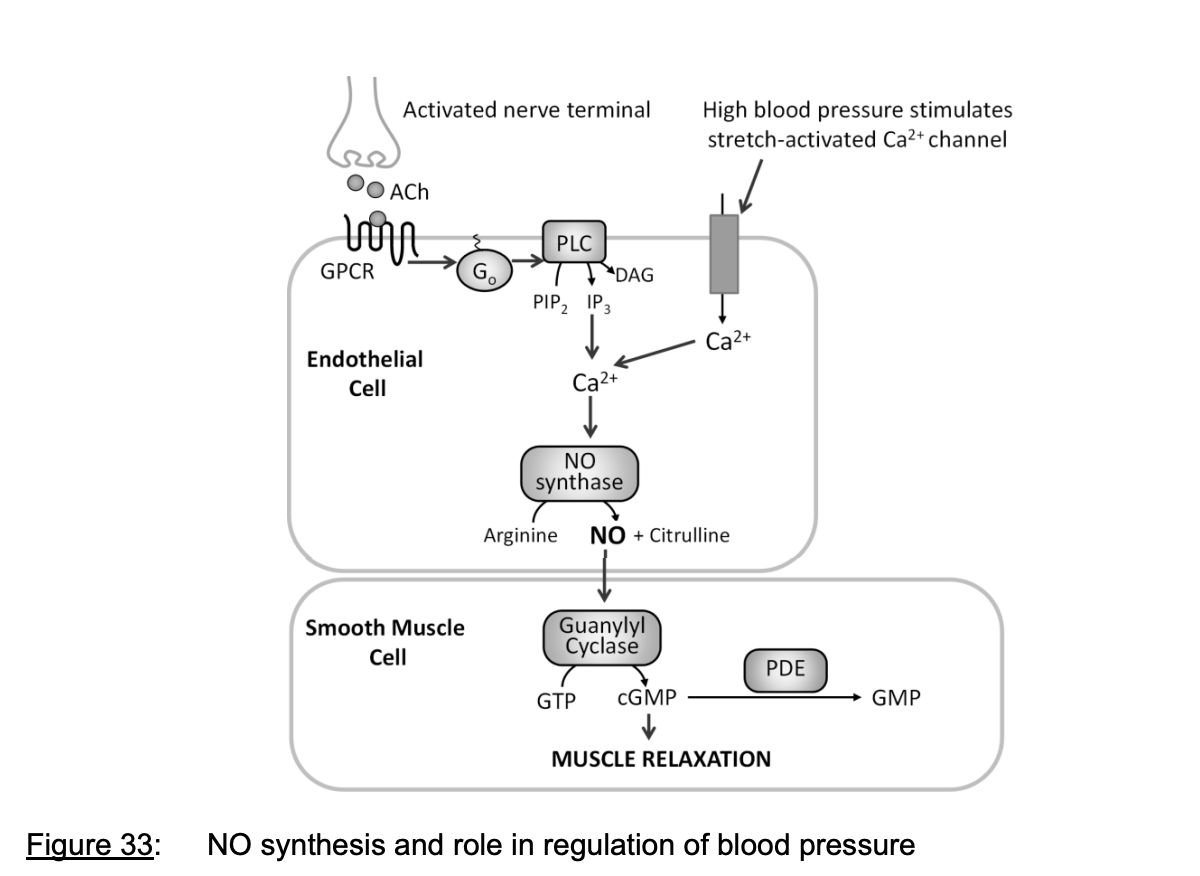 <ol><li><p><strong>Blood pressure too high</strong>→ stretch activated Ca2+ channels in endothelium</p></li><li><p>promote Ca2+ entry</p></li><li><p>Stimulates NO formation</p></li></ol><p>also</p><ol start="4"><li><p>ACh elevates <strong>internal</strong> Ca2+ levels</p><ul><li><p>Ach at <strong>musculerinic receptors</strong></p></li><li><p>Go G protein→ PLC→ IP3→ Ca2+→ NO synthase</p></li></ul></li></ol><p></p>