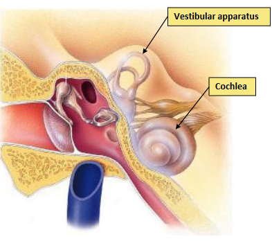 <p>Contains the organ of Corti (receptors for hearing). </p>