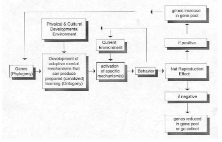 <p>Genes influence the development of mental mechanisms, which are activated by use in the environment. The menta mechanisms influence behaviour and behaviour in turn also influences the environment (e.g. influencing others). Behaviour also produces a net reproduction effect - if negative then people with that behaviour less likely to mate and population with that trait decreases. If positive, these people reproduce and the existence of the gene that codes for that behaviour is passed on to future generations.&nbsp;</p>