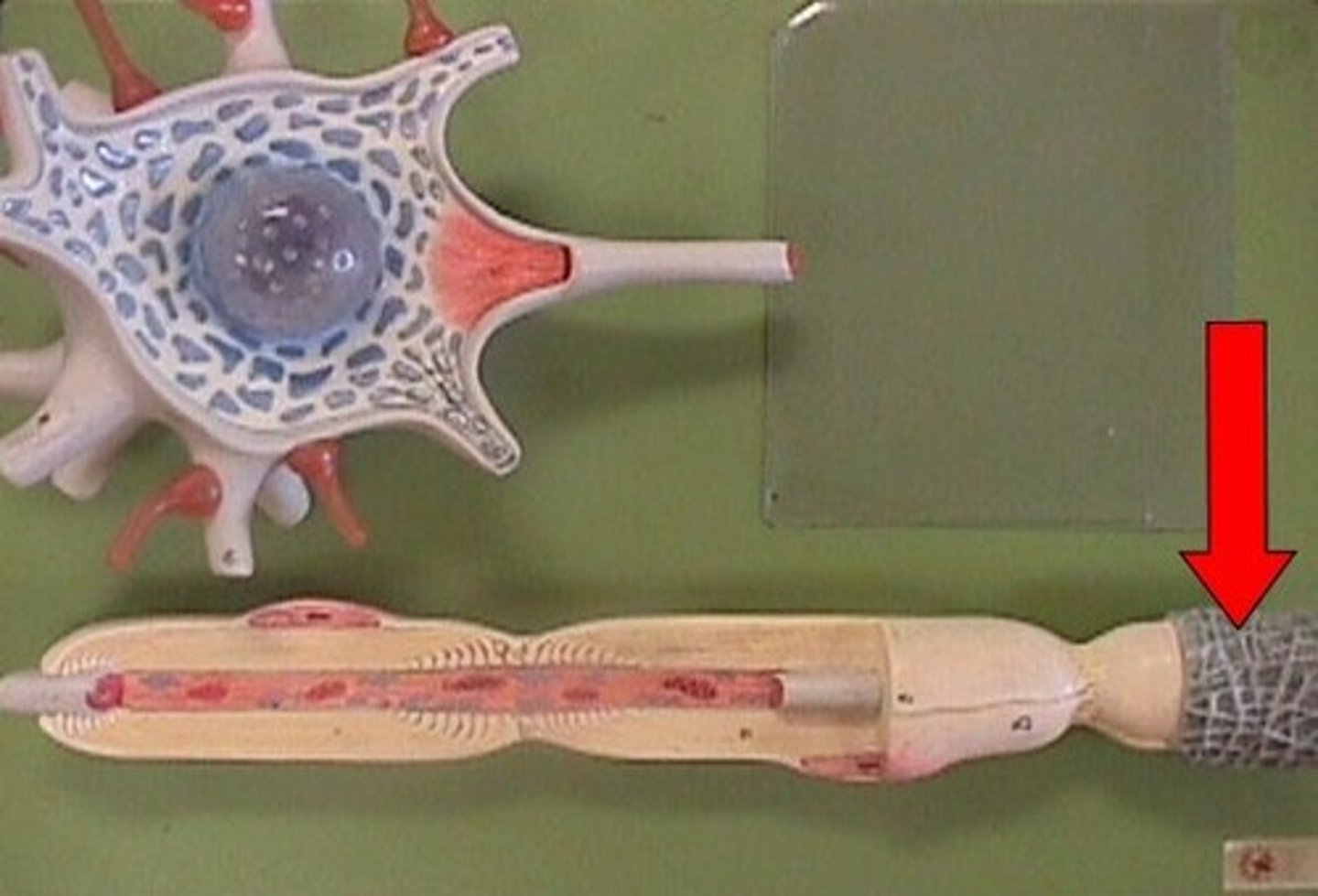 <p>surrounds each nerve cell</p>