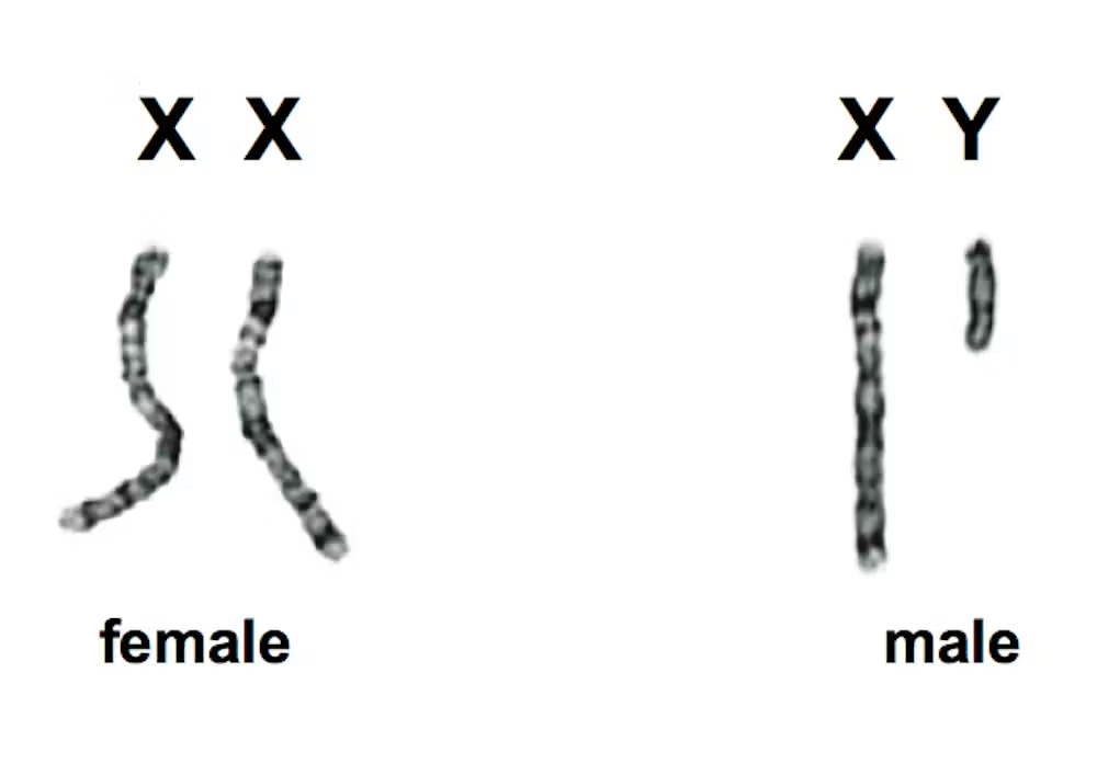 <p>humans have one pair of ____ chromosomes</p>