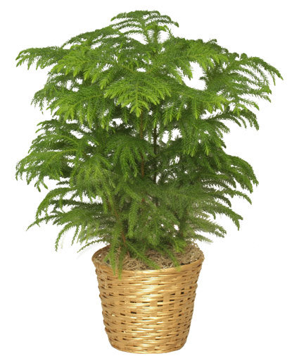 <p>Norfolk Island Pine</p>