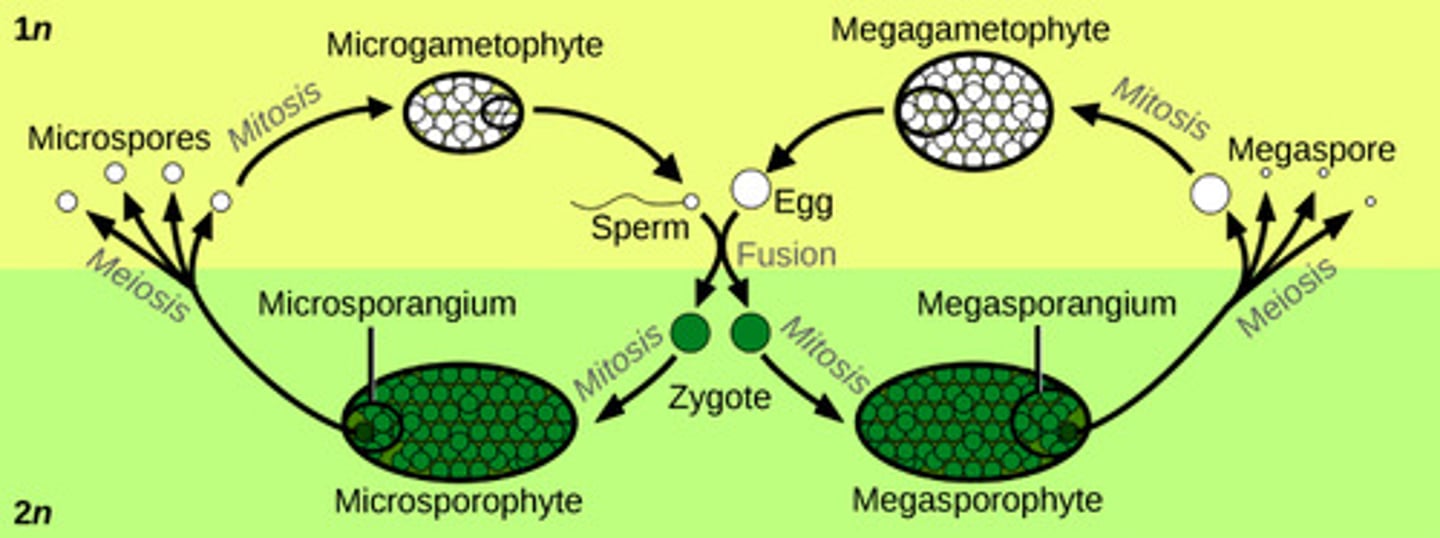 <p>megaspore</p>