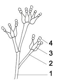 <p>celula conidiogenica especializada asexual</p>