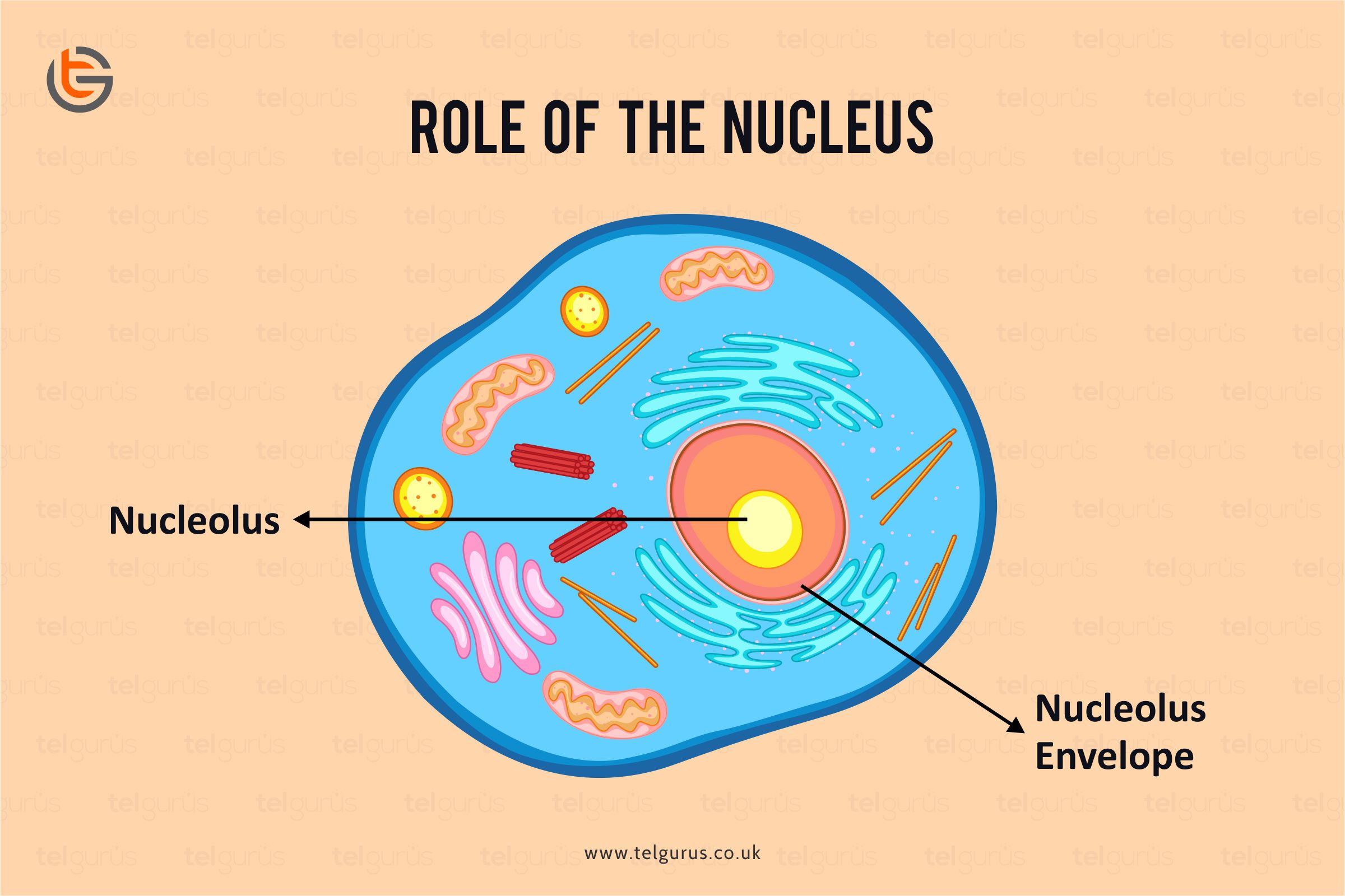 <p>Organelle that houses DNA and directs the synthesis of ribosomes and proteins.</p>