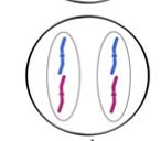 <p>chromosomes grouped in two at poles of cell</p>