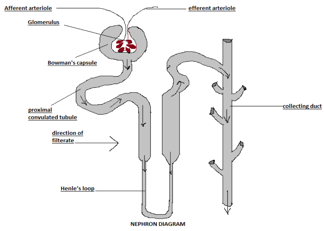 <ul><li><p>Afferent arteriole</p><p></p></li><li><p>Efferent arteriole</p><p></p></li><li><p>Glomerulus</p><p></p></li><li><p>Bowman's capsule</p><p></p></li><li><p>Loop of Henle</p><p></p></li><li><p>Proximal convoluted tubule</p><p></p></li><li><p>Peritubular capillaries</p><p></p></li><li><p>Distal convoluted tubule</p><p></p></li><li><p>Collecting duct</p></li></ul>