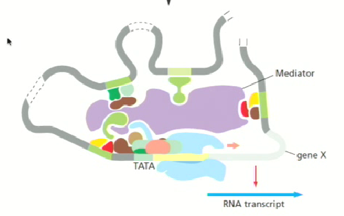 <ul><li><p>No, transcription is not linear</p></li><li><p>Other elements come into play that are responsible for forming and maintaining chromatin loops</p></li><li><p><strong>While elements may be proximal in real time, they can be very far apart linearly</strong></p></li></ul><p></p>