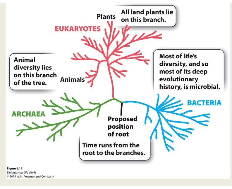 <ul><li><p>Eukaryotes</p></li><li><p>archaea</p></li><li><p>bacteria</p></li></ul>