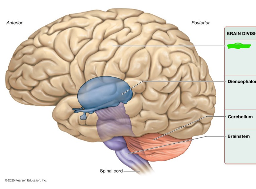 <p>Performs higher mental functions</p><p>Interprets sensory stimuli</p><p>Plans and initiates movement</p>