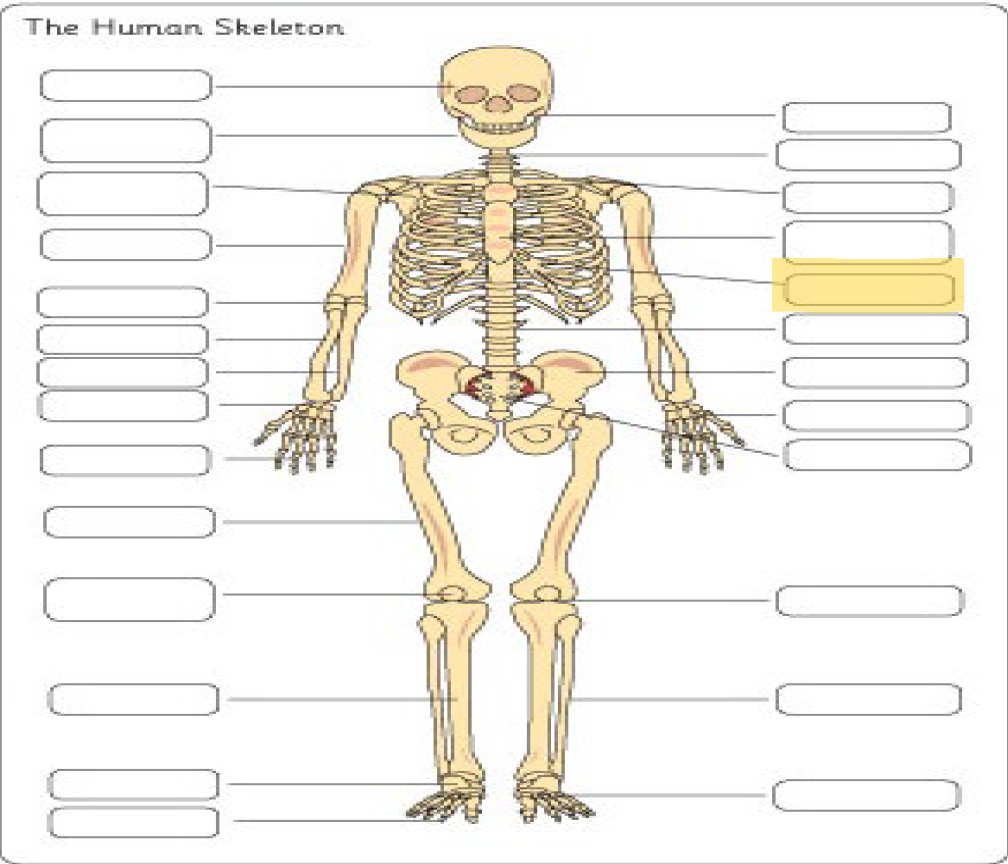 <p>What is this Bone?</p>