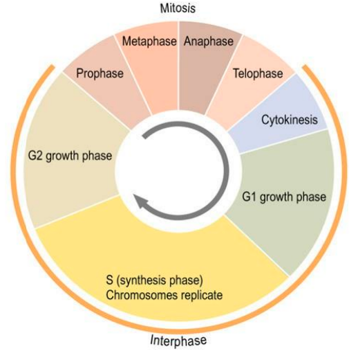 <ul><li><p>prepares for DNA replication by synthesising mRNAs &amp; proteins required</p></li><li><p>cell grows larger &amp; organelles (needed for DNA synthesis) replicate</p></li></ul>