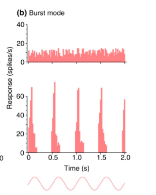 <p>sharp bursts in activity → brings an organism to a more aroused state and drives the sensory system to detect the stimulus</p>