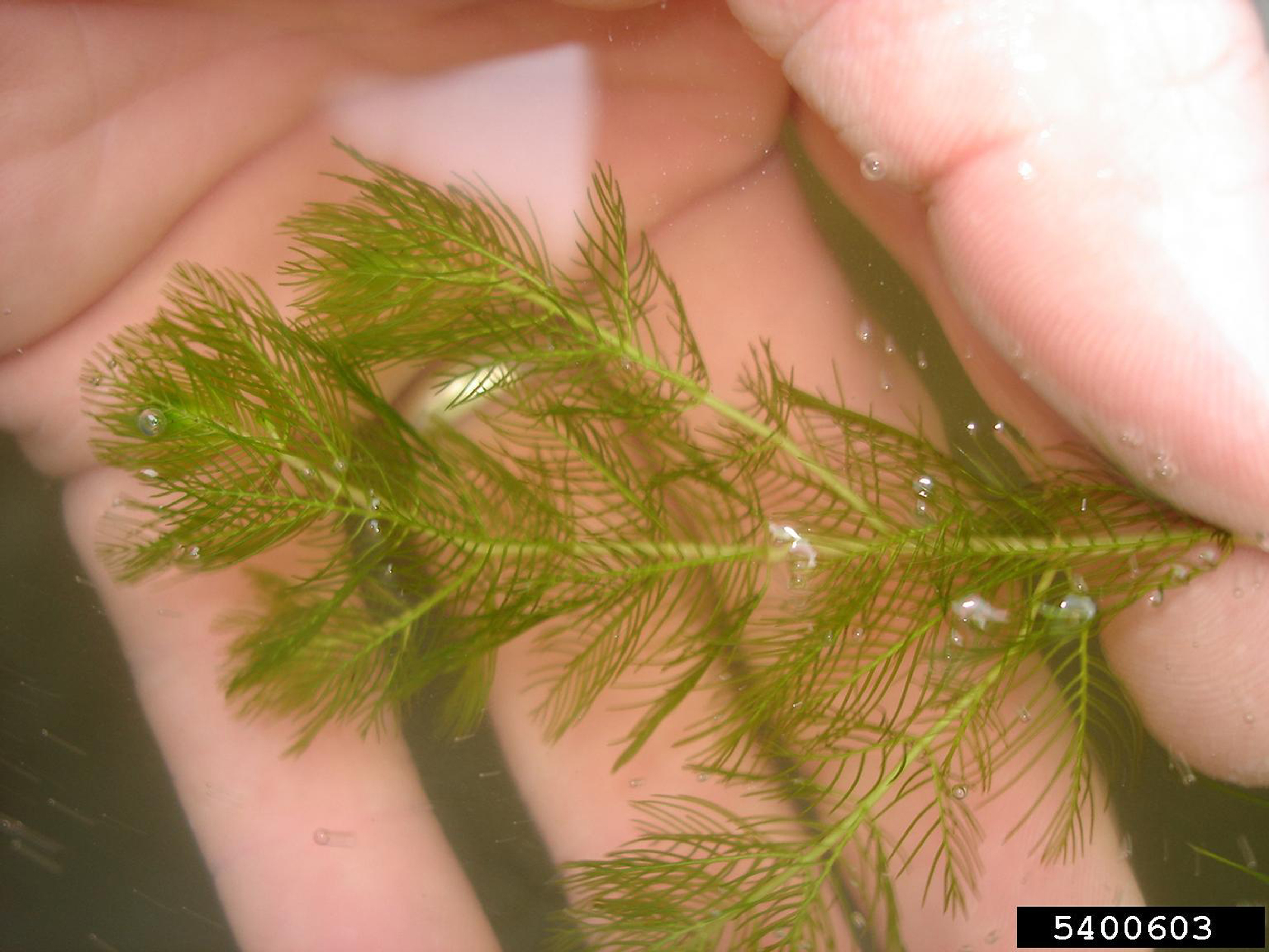 Family: Haloragaceae

SN: Myriophyllum spicatum
