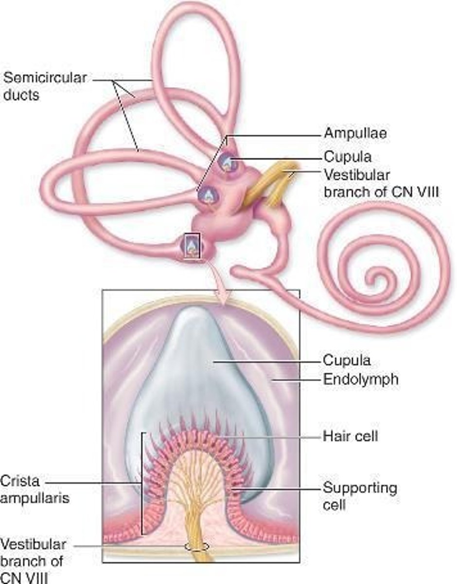 <p>ampullae of semicircular canals</p>