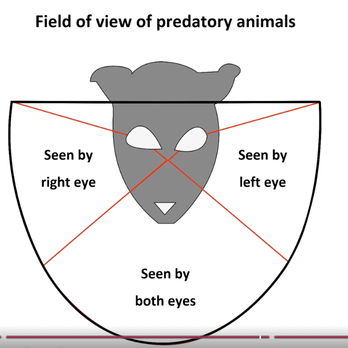 <p>narrow total field of view</p><p>single overlapping field</p><p>excellent depth perception</p><p>predatory animals</p>