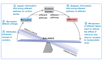 <p>Afferent pathway=to the left of the control center</p>