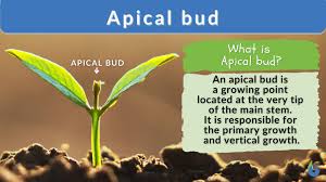 <p>apical bud</p>