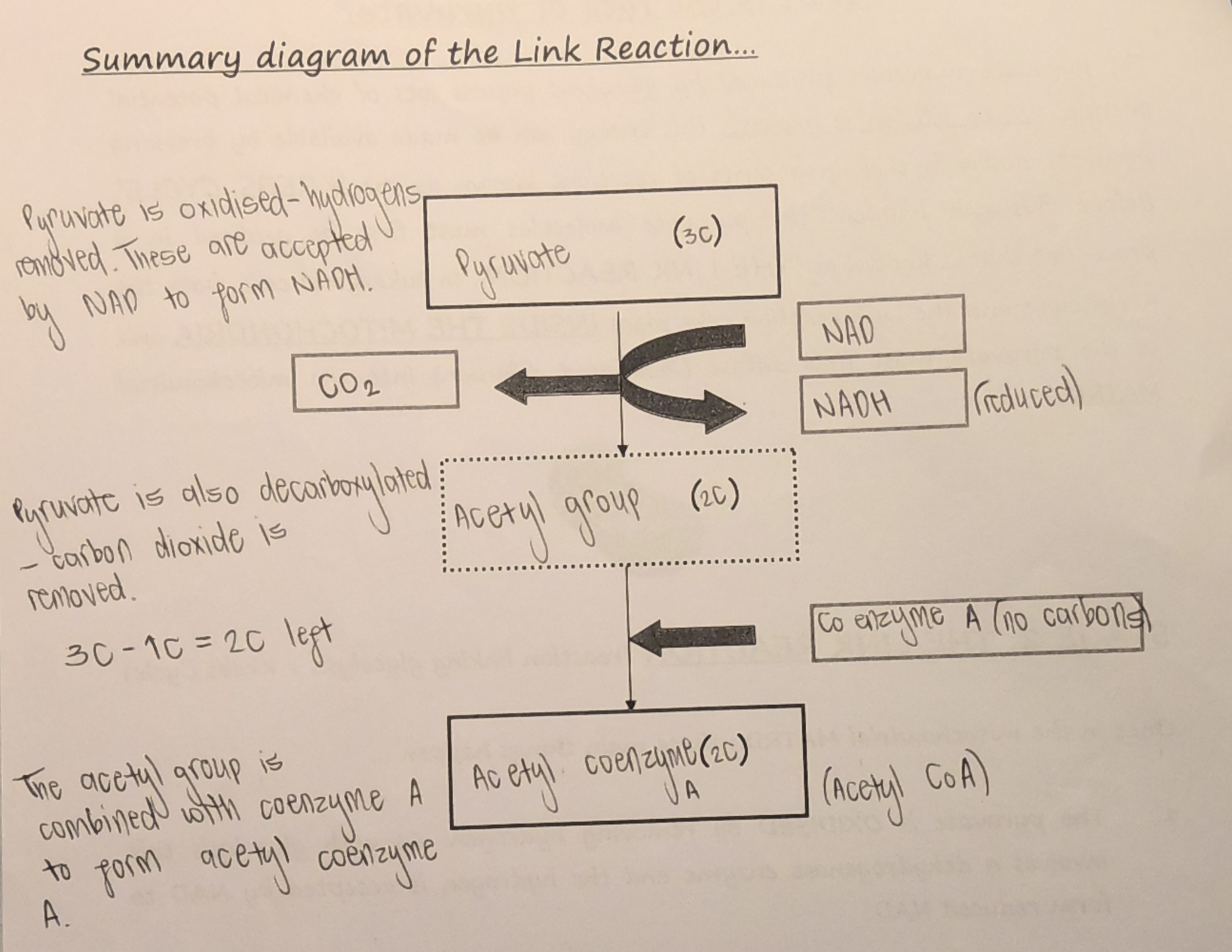 <ol><li><p>Pyruvate is oxidised by removing hydrogen (involves dehydrogenase enzyme) &amp; hydrogen is accepted by NAD to form NADH</p></li><li><p>Pyruvate is decarboxylated (molecule of CO<sub>2</sub> is removed) to form a 2C compound called an acetyl group</p></li><li><p>This combines with coenzyme A to produce acetyl coenzyme A (acetyl CoA)</p></li></ol><p></p>