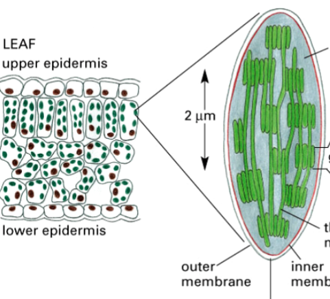 <p>organelles that conduct photosynthesis</p><p>found in plants and eukaryotic algae</p><p>consist of thylakoids (with thylakoid space), chlorophyll, stroma</p>
