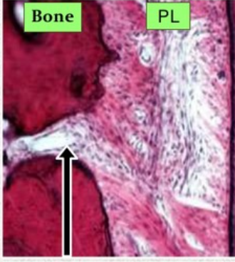 <ul><li><p>Nutrient canals/perforating canals</p></li><li><p>Channels in the interdental and interradicular septa that house <strong>interdental and interradicular arteries, veins, lymph vessels, and nerves</strong></p></li></ul><p></p>