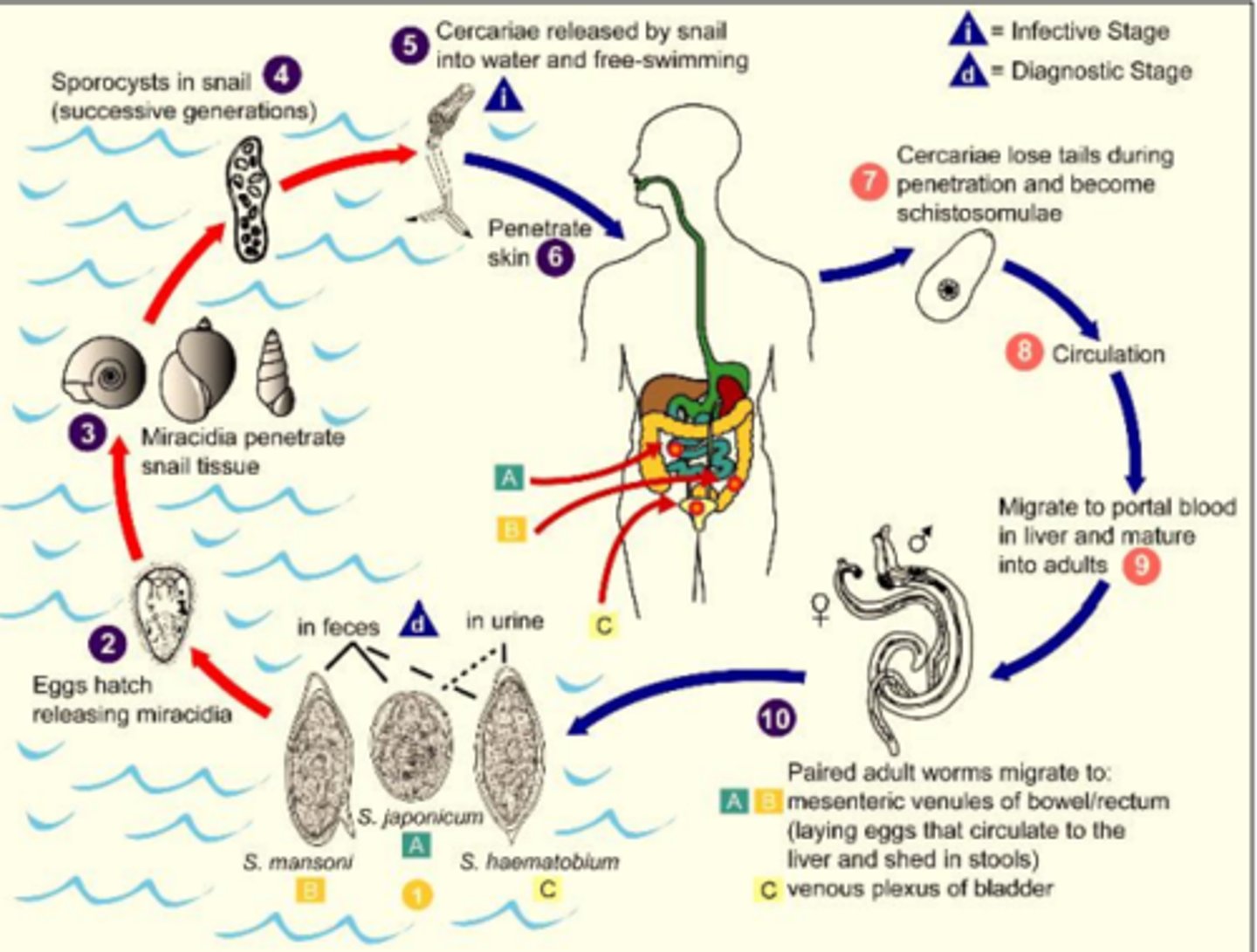 knowt flashcard image